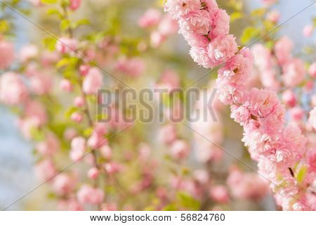 a branch with beautiful pink flowers on natural defocused  background. Amygdalus triloba. very shallow depth of field.