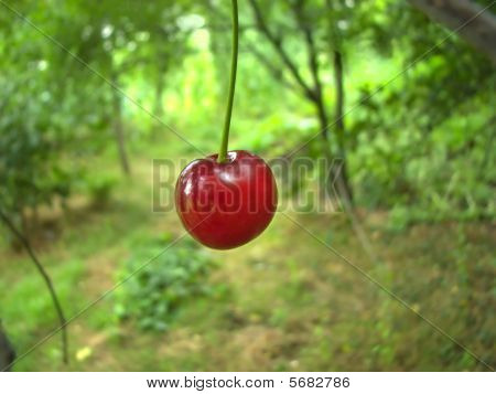 Sourcherry