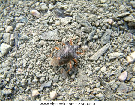 숲 버그 Pentatoma Rufipes