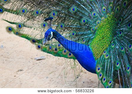 Peacock