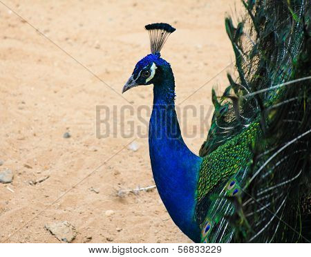 Peacock