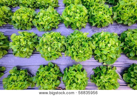 Hydroponic Farm