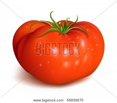 Red ripe tomato with water drops. vector illustration.