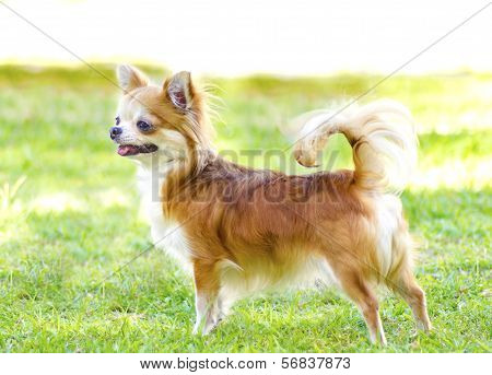 Chihuahua