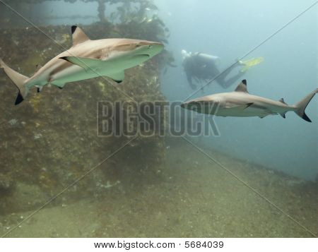 Sharkwreck