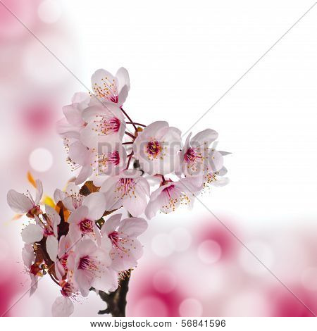 Apple Blossom Macro