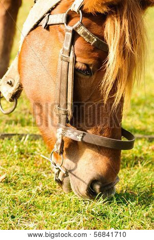 Horse Graze Macro