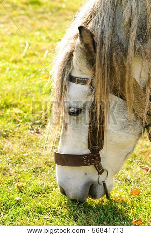 Horse Graze Macro