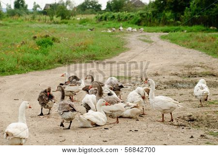 Gooses On Rural Path