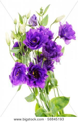 Advantage purple flower eustoma (lisianthus),  Gentianaceae,  isolated on white