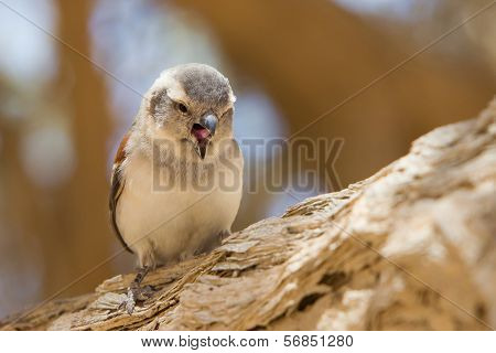 Young Cape Sparrow (passer Melanurus)