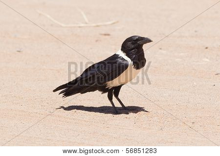Pied Crow (corvus Albus)