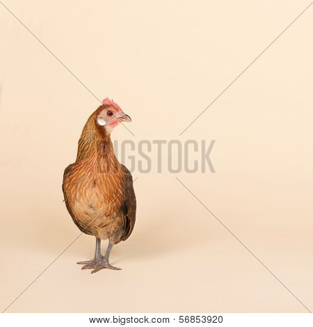 Serama chicken in studio on cream background
