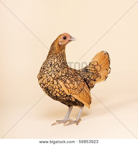 Sebright chicken in studio on cream background
