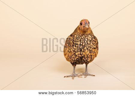 Sebright chicken in studio on cream background
