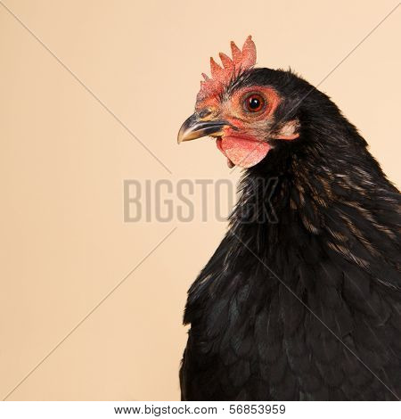 Black Chabo chicken in studio on cream background
