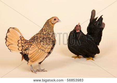 Black Chabo chicken in studio on cream background