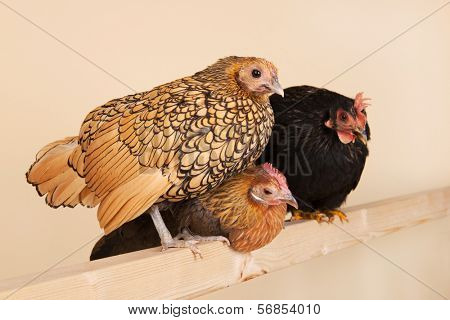 Three different chicken on stick in studio