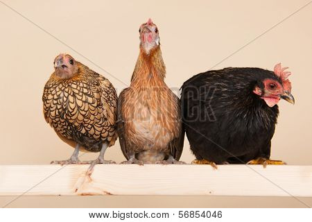 Three different chicken on stick in studio