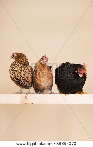 Three different chicken on stick in studio
