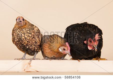 Three different chicken on stick in studio