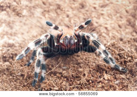 Ngandu Chromatus Tarantula In Terrarium Background