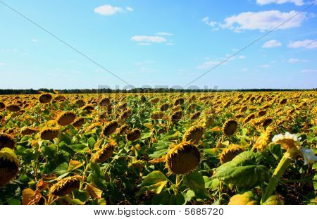 Sun Flowers