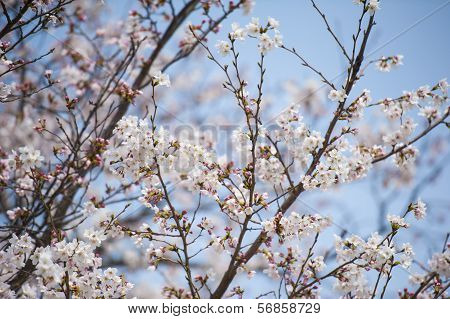 White flower in japan