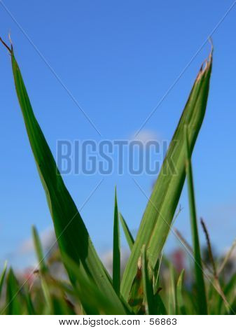 Piccolo mondo