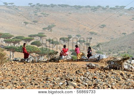 Socotra