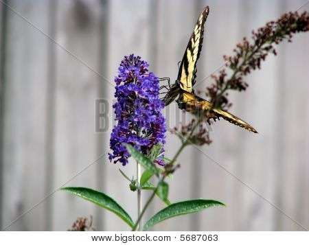 Schmetterling