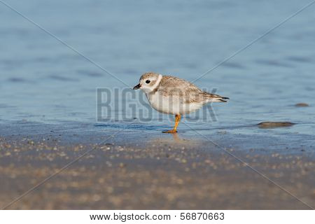 Piping Plover (charadrius Melodus)