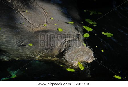 Florida Manatee