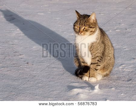 Cat On A Snow