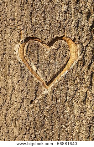 Heart carved in the bark of a tree.