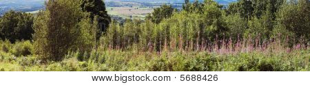 Clent Hills