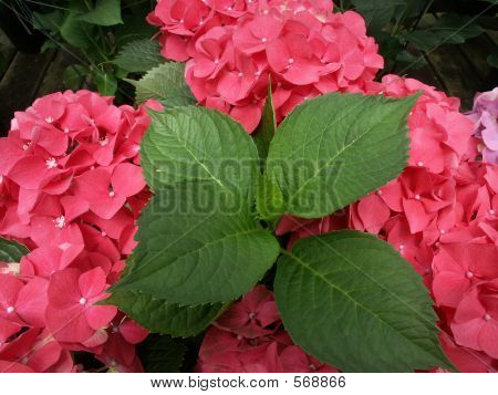 Hortensia blade og blomster