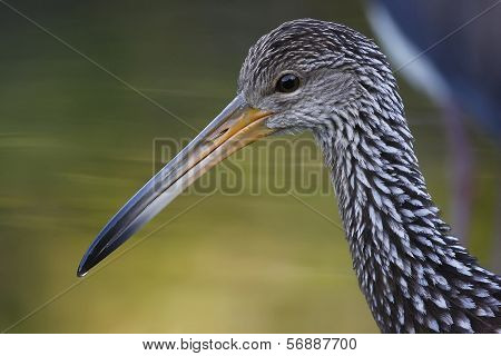 Limpkin (aramus Guarauna)