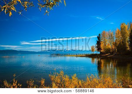 Trees At The Lakeside