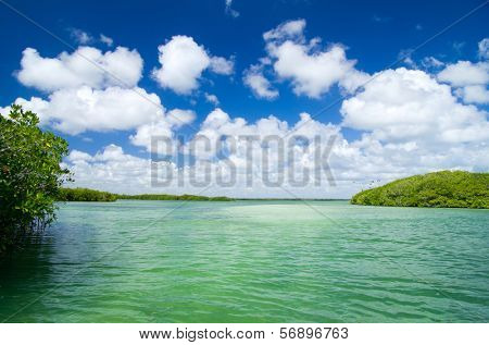 mangrove trees in caribbean sea