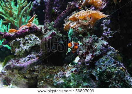 Tropical fish