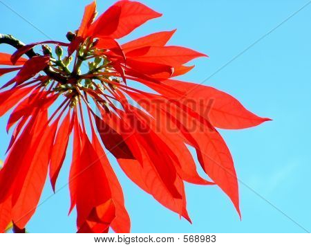 Poinsettia