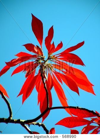 Poinsettia
