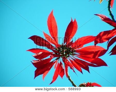 Poinsettia