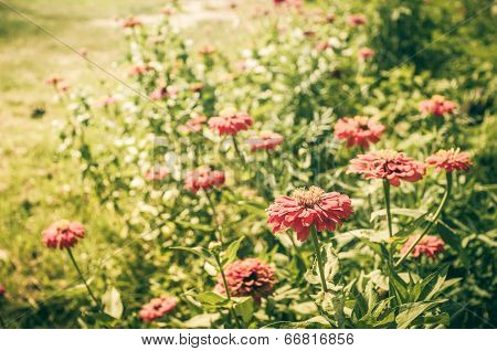 Zinnia Flower Vintage