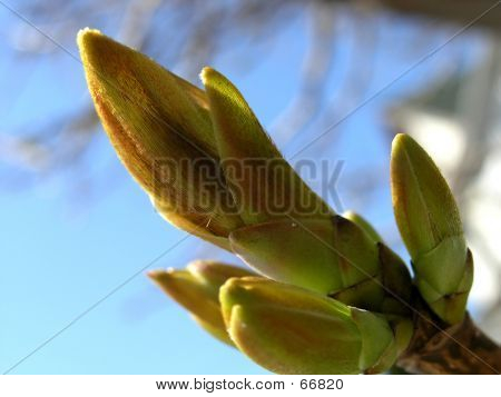 Signes du printemps 2