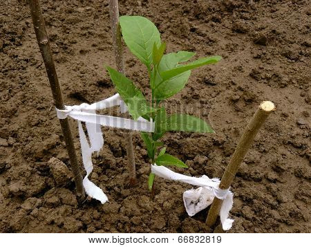 ash-tree sapling two and half months from germination