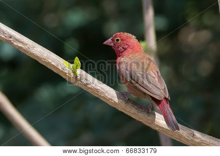 Male Red-billed Firefinch (lagonosticta Senegala) Perched On A Branch