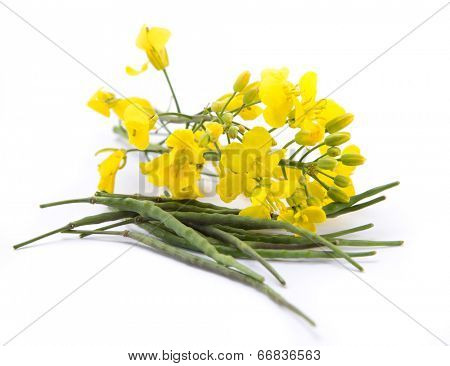 Rape flower on white table