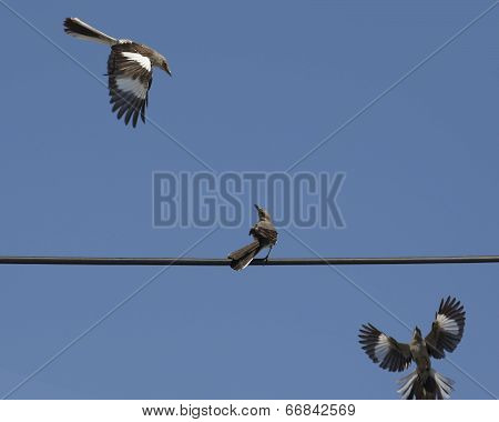 Mocking Birds